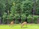 Scenic view of deer grazing on the property's lawn, surrounded by a tranquil wooded area at 220 Kenway Loop, Mooresville, NC 28117