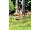 A young buck stands at attention in the forest, offering a moment of peaceful wildlife encounter at 220 Kenway Loop, Mooresville, NC 28117