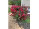 Landscaping with a large blooming rose bush with a lush green lawn at 5230 Northview Dr, Hickory, NC 28601