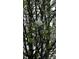 Close-up of blooming tree with white blossoms and green leaves at 350 Brawley Rd, Cleveland, NC 27013