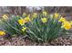 A cluster of bright yellow daffodils with green leaves at 350 Brawley Rd, Cleveland, NC 27013