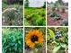 Lush gardens featuring flowers, vegetables, and berry plants at 17109 Cabarrus Rd, Midland, NC 28107