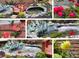 Charming collage showing a pond with bridge, roses and rockwork details at 3304 Taviston Dr, Waxhaw, NC 28173