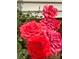 Close up on the red roses blooming in the garden at 1327 Cedarwood Ln, Charlotte, NC 28212