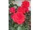 Close up on the red roses blooming in the garden at 1327 Cedarwood Ln, Charlotte, NC 28212