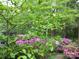 Backyard flowering trees and bushes add beauty to this tranquil space at 2815 Glendale Rd, Charlotte, NC 28209
