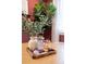 Close-up of dining table showcasing decorative vase, plants, bingo game, and books on a stylish tray at 317 Old Town Village Rd, Waxhaw, NC 28173
