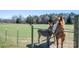 Pastoral scene featuring a horse, a donkey, and a fenced pasture at 114 Tr Foster Rd, Kings Mountain, NC 28086