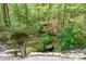 Picturesque creek with moss covered rocks surrounded by lush greenery landscape at 1007 Mistywood Ln, Concord, NC 28027