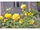 Close-up shot of yellow roses in a well-maintained garden at 298 Poplar Grove Ct, Taylorsville, NC 28681