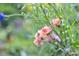 Close up of beautiful flowers surrounded by green vegetation, creating a serene and natural landscape at 298 Poplar Grove Ct, Taylorsville, NC 28681