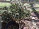 Flowering shrub with a wooden fence in a charming yard setting at 7218 Alexander Farm Rd, Monroe, NC 28110