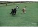Dogs running in a fenced, well-maintained backyard with vibrant green grass at 22 Honeysuckle Ln, Clover, SC 29710