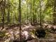 Wooded nature trail with lush green trees and foliage at 4148 Cedar Point Ave, Matthews, NC 28104