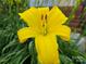 Close-up of a bright yellow flower, likely a daylily, showcasing vibrant color at 2620 Merion Hills Ct, Charlotte, NC 28269