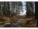 Scenic driveway framed by tall pine trees leading to the property at 7780 Stokes Ferry Rd, Salisbury, NC 28146