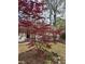 Well-maintained landscaped yard with a beautiful, vibrant red Japanese maple tree at 3735 Stonehaven Dr, Charlotte, NC 28215