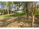 Spacious backyard with lush greenery, perfect for outdoor activities and relaxation at 6614 Old Providence Rd, Charlotte, NC 28226