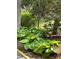 Lush landscaping with vibrant hostas and rhododendrons adds to the property's charm at 113 Duval Ct, Mooresville, NC 28117