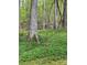 Wooded landscape covered in spring vegetation at 113 Duval Ct, Mooresville, NC 28117