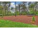 Expansive backyard featuring pine straw, trampoline, and privacy trees at 20635 Queensdale Dr, Cornelius, NC 28031