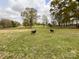 Expansive grassy pasture with goats, offering a serene and picturesque rural setting for livestock and grazing at 7514 Secrest Shortcut Rd, Indian Trail, NC 28079