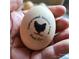 Hand holding a freshly laid egg with a chicken logo on it at 368 Northwood Dr, Troy, NC 27371