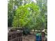 A garden space with various container plants and climbing greenery at 368 Northwood Dr, Troy, NC 27371