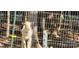 A young white goat stands behind a wire fence at 368 Northwood Dr, Troy, NC 27371