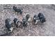 View of several piglets rooting around in the dirt and leaves outside at 368 Northwood Dr, Troy, NC 27371