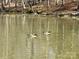Scenic lake view with ducks swimming peacefully in the calm water, reflecting the surrounding wooded landscape at 15170 Cove Point Ln, Norwood, NC 28128