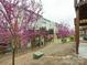 Townhome backyard showing a patio, lawn, and vibrant redbud trees at 5430 Dockery Dr, Charlotte, NC 28209