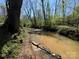 Serene creek flowing through a wooded area, creating a peaceful and natural setting at 5373 Nc Hwy 16 N Hwy, Taylorsville, NC 28681