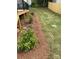 Lush backyard featuring well-manicured lawn and landscaped garden beds with mulch at 406 Williamson St, Fort Mill, SC 29715