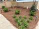 Beautifully landscaped front yard featuring pine straw, lush greenery, colorful flowers, and stylish outdoor lighting at 406 Williamson St, Fort Mill, SC 29715