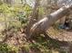 Backyard showing a downed tree at 543 Queens Rd, Gastonia, NC 28052