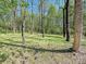 Scenic wooded area with mature trees and a vibrant green undergrowth, creating a natural landscape at 11447 Egrets Point Dr, Charlotte, NC 28278
