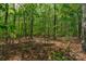 Heavily wooded lot with many trees at 2136 Ashley River Rd, Waxhaw, NC 28173