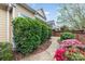 Charming pathway alongside home with lush landscaping including hedges and colorful azaleas at 20015 N Cove Rd, Cornelius, NC 28031