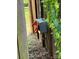 Exterior shot of a wooden building with an electrical box, highlighted by green vines at 291 Love Valley Rd, Statesville, NC 28625