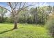 Large grassy backyard with mature trees, offering privacy and a natural setting at 8221 Pineville Matthews Rd # A, Charlotte, NC 28226