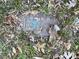 View of a water meter, surrounded by leafy ground cover and grass at 119 Lineberger St, Stanley, NC 28164