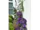 Charming outdoor plants with climbing purple flowers at 216 Harrison Ln # 4, Locust, NC 28097