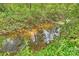 Natural creek running through the property, surrounded by lush greenery and rock formations at 438 Wonderwood Dr, Charlotte, NC 28211