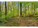 Natural wooded area with a winding trail, offering a peaceful escape into nature at 11040 E Lake Rd, Charlotte, NC 28215