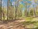 Picturesque path lined with tall trees and lush green scenery offering an appealing environment at 322 S Main St, Shelby, NC 28152