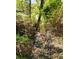 Small stream winding through a tranquil, wooded backyard area at 3325 Stony Brook Cir, Newton, NC 28658