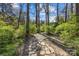 Scenic walking path winding through a tranquil wooded area, perfect for nature lovers at 2137 Foxcroft Woods Ln, Charlotte, NC 28211