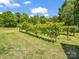 Close up of beautiful vineyard with lush green vines, perfect for harvesting and enjoying the fruits of nature at 2251 Old Applewood Ln # 9, Iron Station, NC 28080