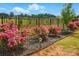 Manicured landscaping showcasing vibrant pink flowers, black mulch, and decorative lighting along the fence line at 4040 Lauren Elizabeth Dr, Rock Hill, SC 29732